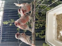 GRİ KANAT MOZAİK KANARYALAR