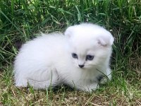 Akkuş Üretim Çiftliğinden Scottish Fold Yavruları