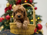 Toy poodle yavrular