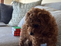 3 Aylık Dişi Poodle
