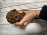 Orjinal toy poodle yavrularım