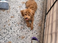 Red Brown toy poodle