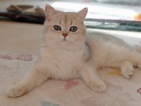 Şecereli golden erkek british shorthair kedime eş arıyorum