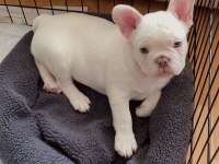 A kalite French Bulldog yavruları