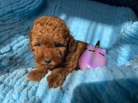 Red Brown Orijinal Toy Poodle