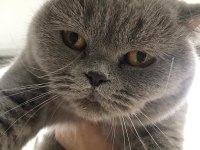 British Shorthair 3 Yaşında