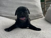 SAFKAN PUG YAVRULARI