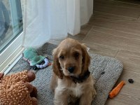 Minik eğitimli prenses köpeğimiz
