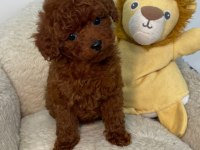 Tiny Boy Poodle Bebekler