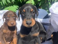 A kalite garantili doberman bebekler