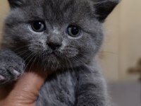 British shorthair kedimiz