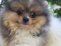 POMERANİAN BEBEK SURATIMIZ YENİ YUVASINI ARIYOR