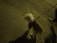 7 aylık aşıları tam cipli dişi maltipoo
