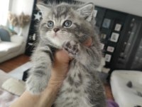 BRİTİSH SHORTHAİR SİLVER TABBY