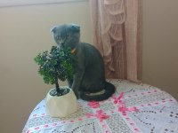 Kırık kulak scottish fold