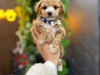 Cinsinin en iyisi maltipoo