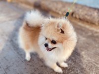 Orjinal pomeranian boo
