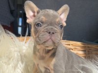 Kaliteli güzel yavru french bulldog