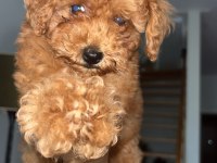 Toy Poodle Yavrularımız