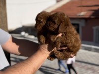 Minik poodle bebekler yeni yuvalarına gitmeye hazır