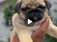 Sahiplendirilecek Pug