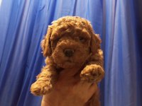 Şampiyonun poodle çocukları rezerve açıktır