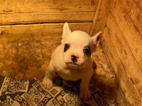 5 Aralık doğumlu Erkek Fransız bulldog teslime hazır