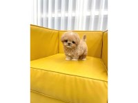 MALTİPOO BEBEKLERİM