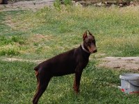 A SCR ŞAMPİYON SOY DOBERMAN