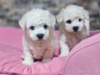 Türkiyede sayılı ailede olan özel ırk bichon frise
