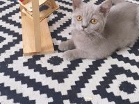 KESİNLİKLE SAĞ ORJİNAL IRK ÇOK SAĞLIKLI 5 AYLIK