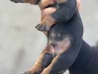 Irk garantili doberman yavrular