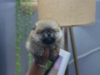 Pomeranian boo teddy bear yavrucuklar