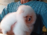 Orijinal Pomeranian Boo 3 Aylık