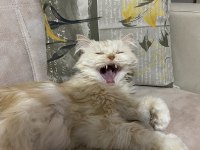 2 Yaşında Kısır Çipli Erkek Chinchilla