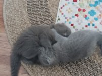 Scottish fold dişi çok tatlı şirin mi şirin