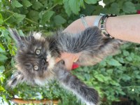 Gerçek Şampiyon ve TR Birinci Baba nın Maine Coon Çocukları