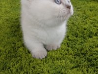 Munchkin Cüce Kedi Ankara Dişi Ve Erkek Mevcuttur