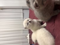 Yavru british shorthair kedisi