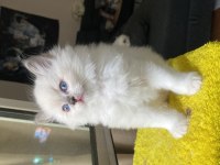 SAFKAN RAGDOLL YAVRULAR
