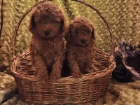 Toy Poodle Yavrularımız