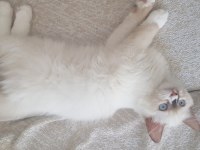 Safkan Ragdoll Yavrularımız Sahiplendirilecektir