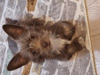 Ücretsiz sahiplendirme köpeğimiz