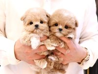KORE MALTİPOO BEBEKLERİM