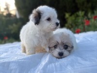 Morkie bebekler erkek