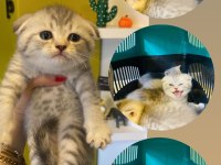Scottish Fold Kırık Kulak