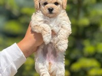 Sevimli erkek maltipoo yavrumuz