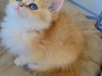 British golden ny12 Longhair bebek