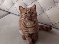 3 aylık siyah ve kahverengi british shorthair