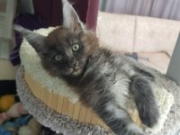Maine coon erkek black smoke wcf